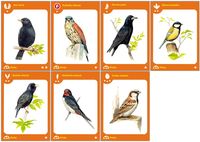 2565357 Birds of a Feather 