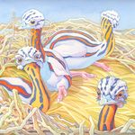 2482804 Evolution: Flight 