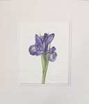 3718431 The Little Flower Shop