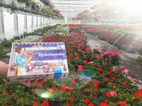 4853752 The Little Flower Shop