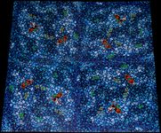 5002121 Bermuda Pirates