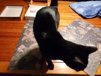 5419234 Age of Dogfights: WW1