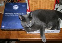 1092701 Nightfighter