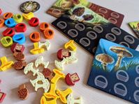 6997154 Wonder Woods