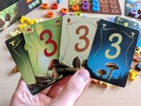 6997155 Wonder Woods